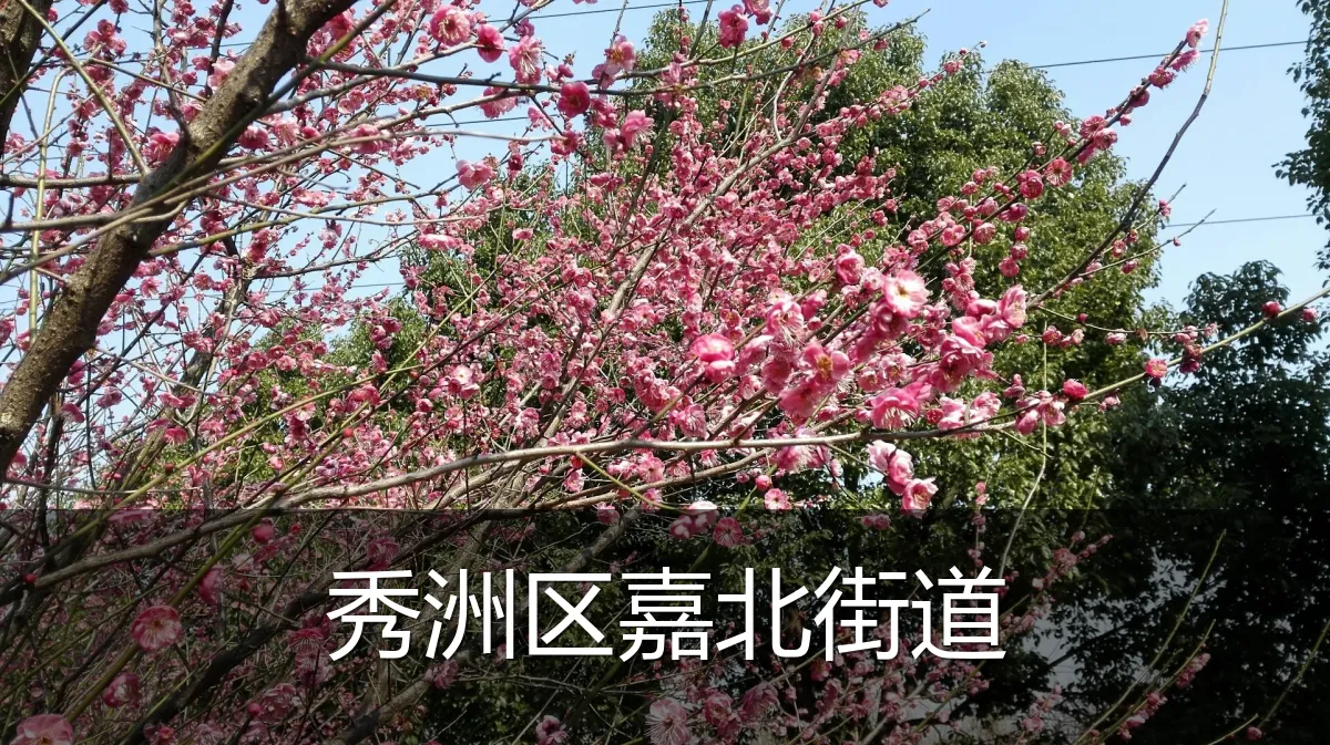秀洲区嘉北街道
